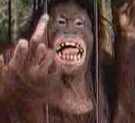 le F..K du singe